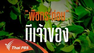 พลิกปมข่าว : พืชกระท่อม มีเจ้าของ (6 ก.ย. 59)