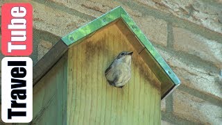 Bonte vliegenvanger kraakt mussenflat (HD 1080p)