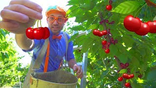 Cherry Farm Tour with Blippi | Healthy Eating for Children
