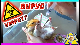 ВЫЖИВЕТ ЛИ ХОМЯК после ВИРУСА? / ВИРУС и БАКТЕРИИ У ХОМКИ в рф / Хомяк заболел / Alisa Easy Pets