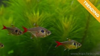 Yellow Phantom Tetra - Hyphessobrycon roseus