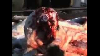 Dog abuse in China - YES WE CAN, WE CAN SAVE THEM!