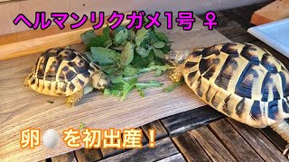 ヘルマンリクガメ1号♀ 卵を産む！ 【リクガメ♯17】 Tortoise Egg