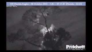 First phase of disturbance in tree - SW Florida Bald Eagles