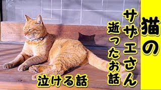 【感動 泣ける話】猫のサザエさんがお別れをしにきたお話（猫 感動 泣ける話 保護 涙腺崩壊 感涙 動物 動画 里親)招き猫ちゃんねる