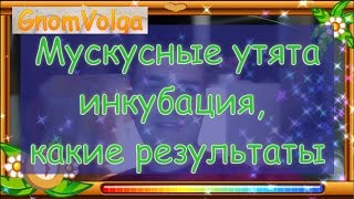 Мускусные утята - инкубация, какие результаты / индоутка