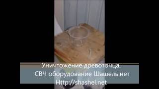 короеды. Как бороться с короедом? Как уничтожить короедов? Вывести короеда.