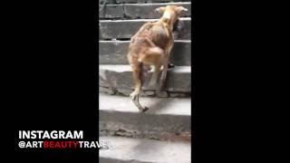 REAL INDIA - INSIDE VARANASI / GANGA, TOWN, PPL, ANIMALS, LIFE / ИНДИЯ, ВАРАНАСИ, ГАНГ