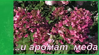 Медовая  гортензия метельчатая  Вимс Ред.  Мои сорта гортензии в саду.