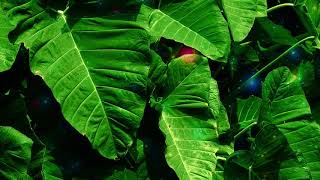 Big Leaves Background Free Stock Video Footage | Title Video Effect