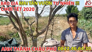 BÁO GIÁ MAI TÀN VƯỜN TỰ NHIÊN CHƠI TẾT 2020 ? ANH THÀNH CHÂU PHÚ 0822466430 ? | AN GIANG NGÀY NAY