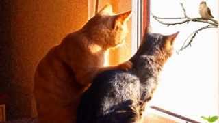 Хорошее настроение ***Песня про кота "Кот и котлета"***