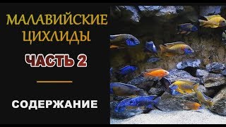 Малавийские цихлиды ЧАСТЬ 2 Содержание