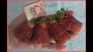 КУПЧИХА - самый крупный сорт земклуники.