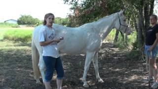 Using Essential Oils For Soothing Fatigued Muscles In The Horse
