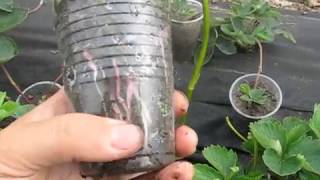 Супер способ размножения клубники.