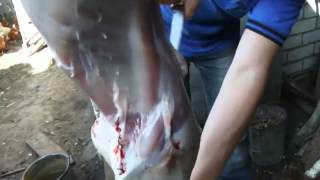 Разделка зайца ножом Бивень из дамасской стали