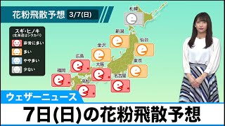 あす3月7日(日)花粉飛散予想　西日本で非常に多い