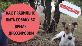 Фоксблог/Как правильно бить собаку во время дрессировки
