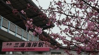 さくら色の三浦海岸駅