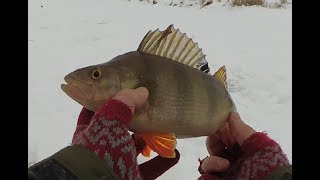 Горбач хорош! Лед 2019: рыбалка на плотву, окунь на мормышку и щука на жерлицы