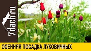 Осенняя посадка луковичных: создаём композицию - 7 дач