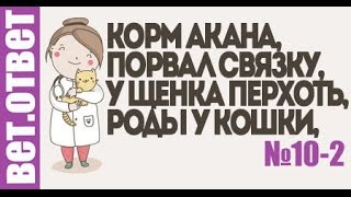 Корм Акана, пес порвал связку, у щенка перхоть. ВетОтвет 10-2