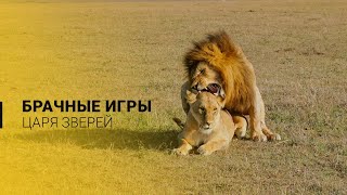Брачные игры львов