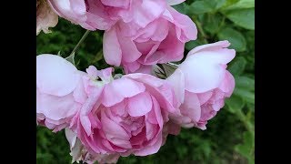 Rosier hybride grimpant 'Jasmina®' par 'Kordes' Fleurs en abondance et fruitée la fragrance.