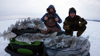 Вот ПОВЕЗЛО! ТАКУЮ РЫБУ МЫ ЕЩЕ НЕ ЛОВИЛИ!!! Зимняя рыбалка 2018-2019. Ловля КРУПНОГО Берша,Волга.