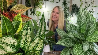 Chinese Evergreen (Aglaoneama):  A Complete Care Guide!