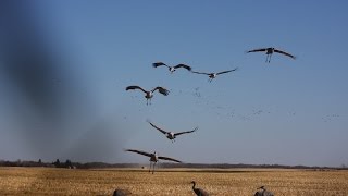 INSANE Sandhill Crane Hunting with Habitat Flats Saskatchewan & Tony Vandemore