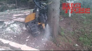 Ponsse Bear felling big tree 5,2m3
