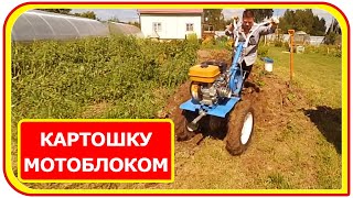 Как собрать картофель с помощью мотоблока Нева Мб 2 на огороде