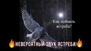 Как поймать ястреба?goshawk  trap Falconry in Kyrgyzstan