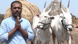 Dodwad Ramesh Talking about his hallikar bulls and Bailgadi sharyat