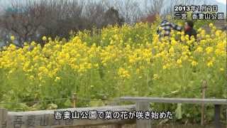 二宮・吾妻山公園　菜の花/神奈川新聞（カナロコ）