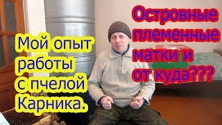 ???2020 г. МОЙ ОПЫТ РАБОТЫ С ПЧЕЛОЙ КАРНИКОЙ, ОТ КУДА ПЛЕМЕННОЙ МАТЕРИАЛ И КАК ЕГО ПРИОБРЕТАЛ.