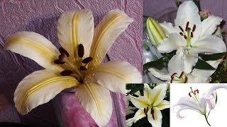 Лилия из холодного фарфора \ Lily of cold porcelain