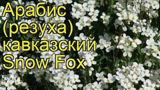 Арабис кавказский Снежный лис. Краткий обзор, описание характеристик arabis caucasica Snow Fox