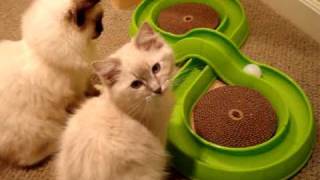 Ragdoll Kittens Playing with the Bergan Turbo Track - ラグドール - Floppycats