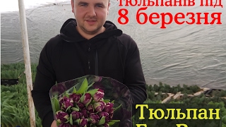 Вирощування тюльпанів. Тюльпан Блу Вау. Tulips Blue Wow / Выращивание тюльпанов.