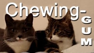 LE CHEWING-GUM - PAROLE DE CHAT