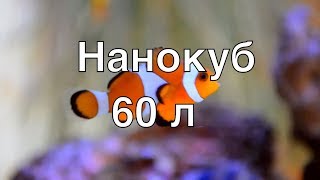 Морской аквариум дома - Деннерле нанокуб 60 л