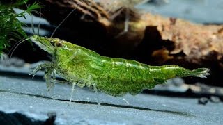 Креветка Зеленый Нефрит - Green jade Neocaridina 3