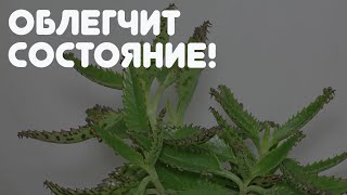 Каланхоэ СПАСЕТ ВАШИ ПОЧКИ!