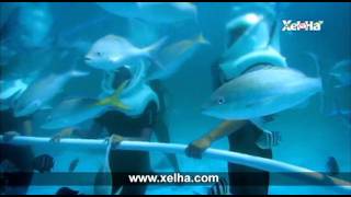 Xel-Há. Actividades Opcionales. Sea Trek