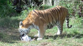 Tigers and Turkeys: A Love Story