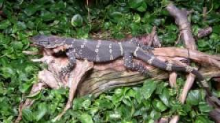 Heino - Im Wald, im grünen Walde (Kölner Zoo)