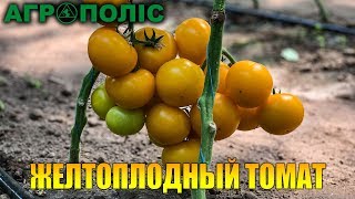 Гуальдино F1
